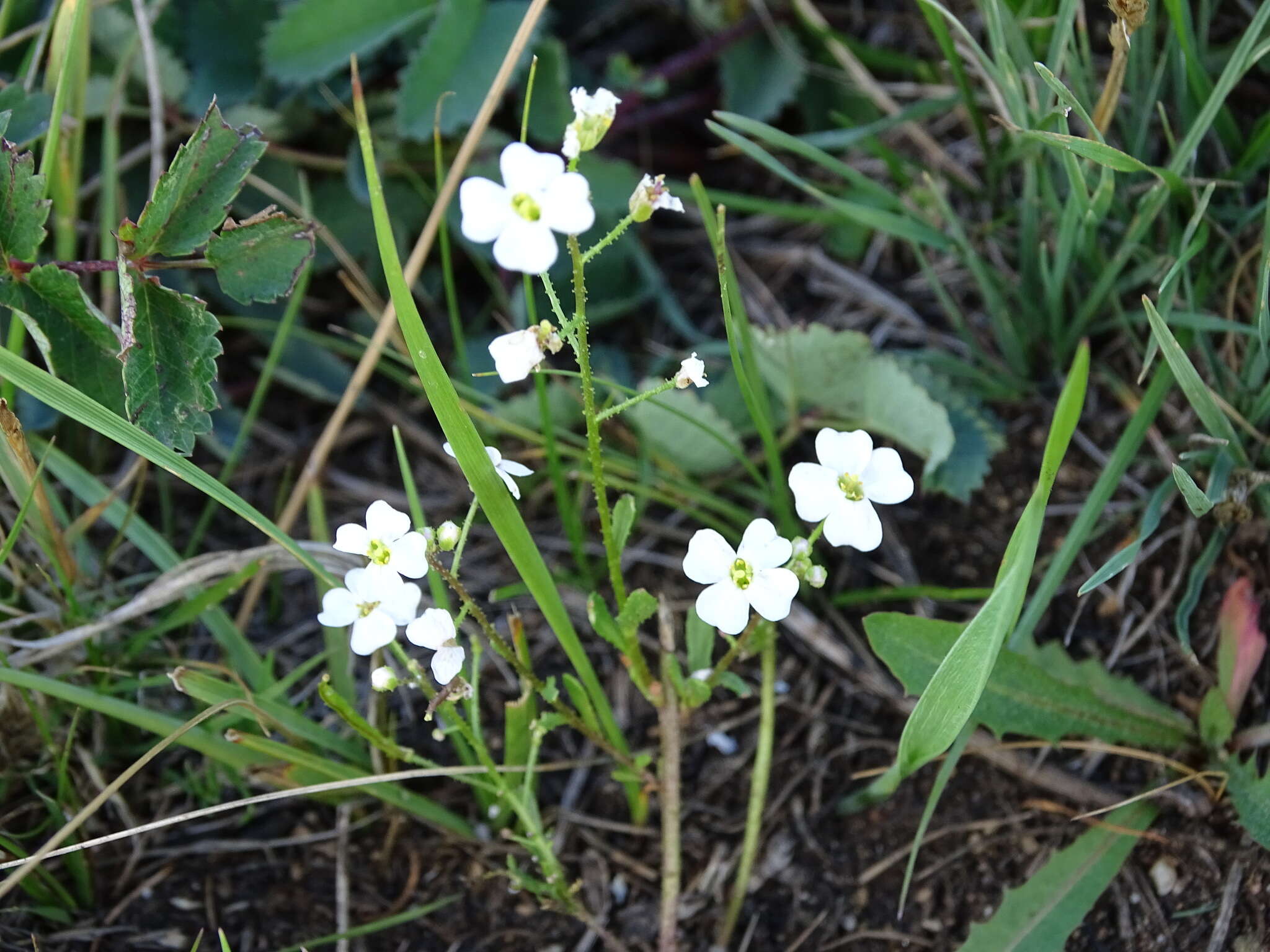 Imagem de Dontostemon pinnatifidus (Willd.) Al-Shehbaz & H. Ohba