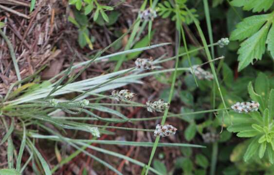 Image of Plantago nivea Kunth