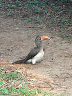 Image of Crowned Hornbill