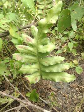 Image of false golden polypody