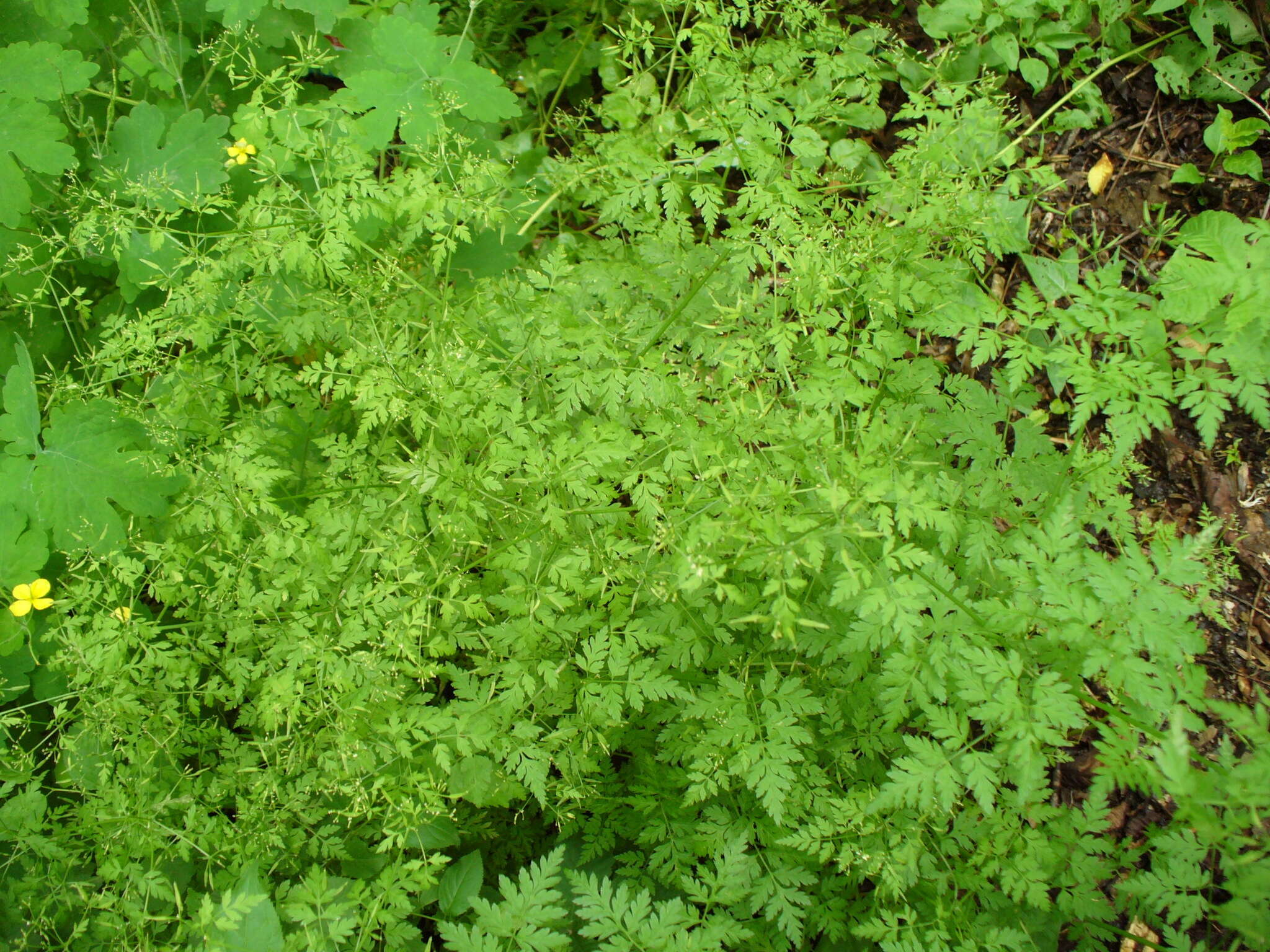 Image of garden chervil