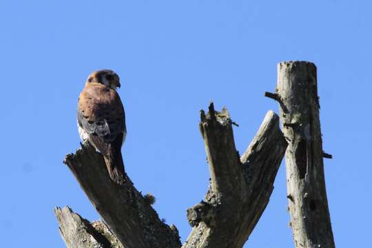 Image of Falco sparverius dominicensis Gmelin & JF 1788