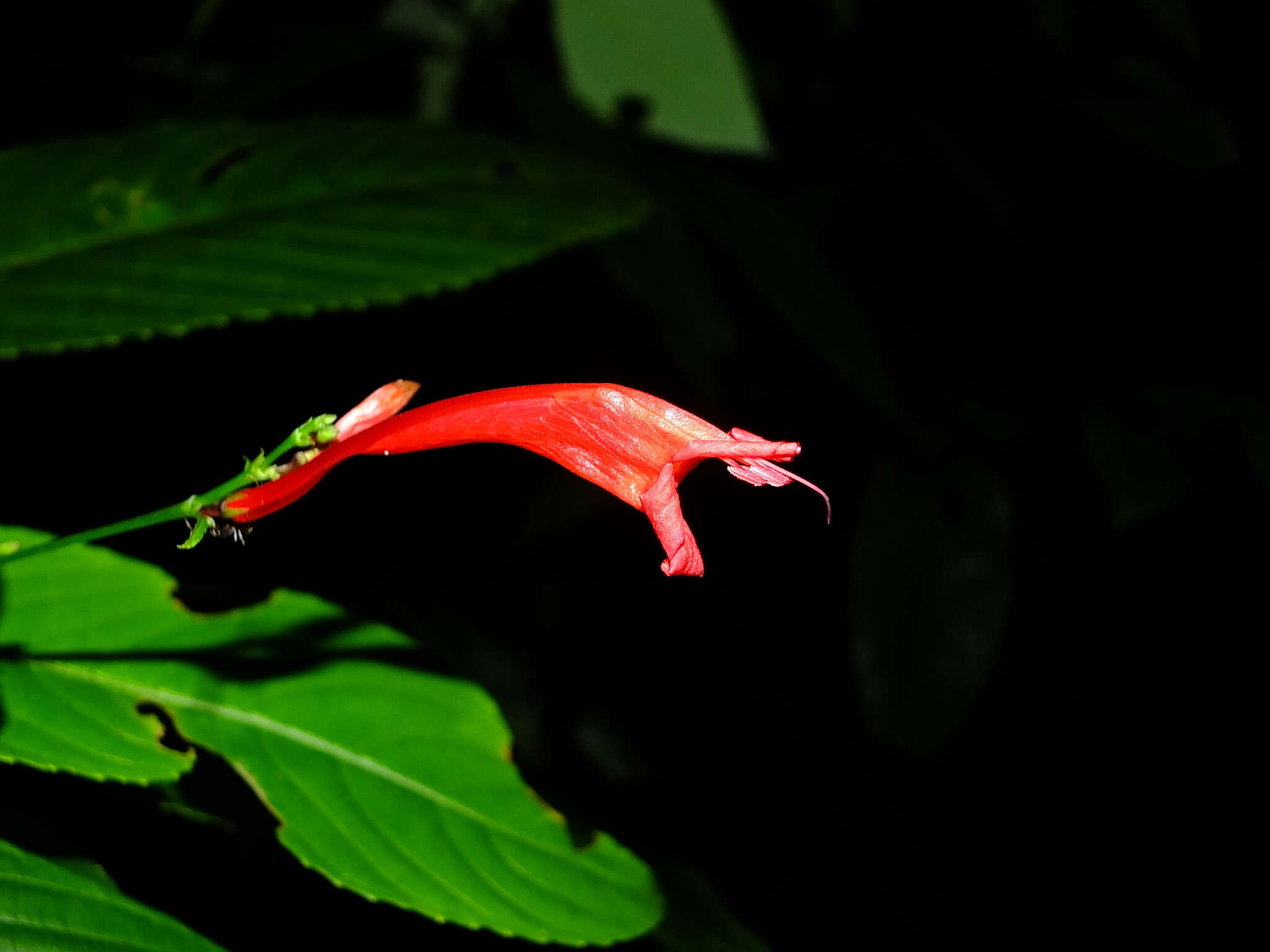 Image of Ruellia fulgens (Bremek.) E. A. Tripp