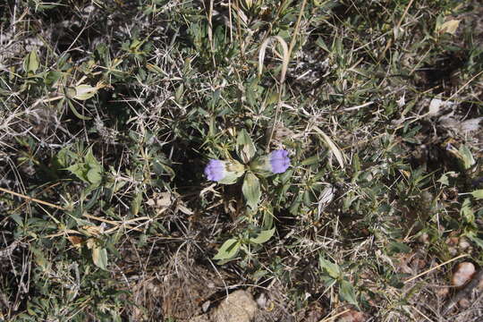 Blepharis pruinosa Engl. resmi