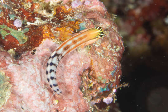 Image of Fiji clown blenny