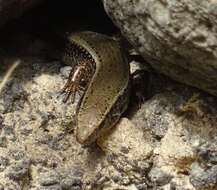 Image of Gran Canaria Skink