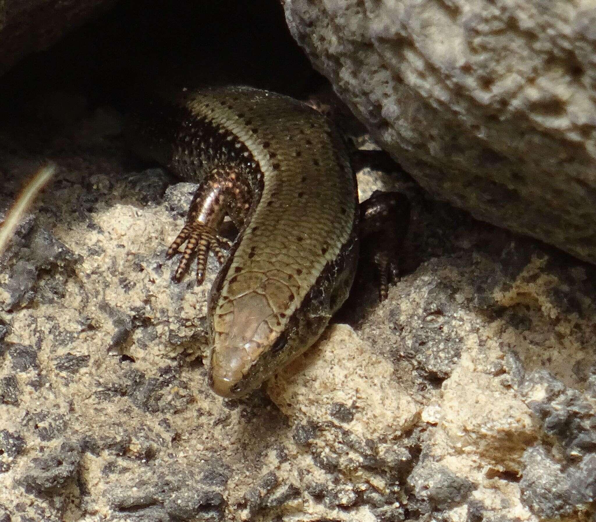 Image of Gran Canaria Skink