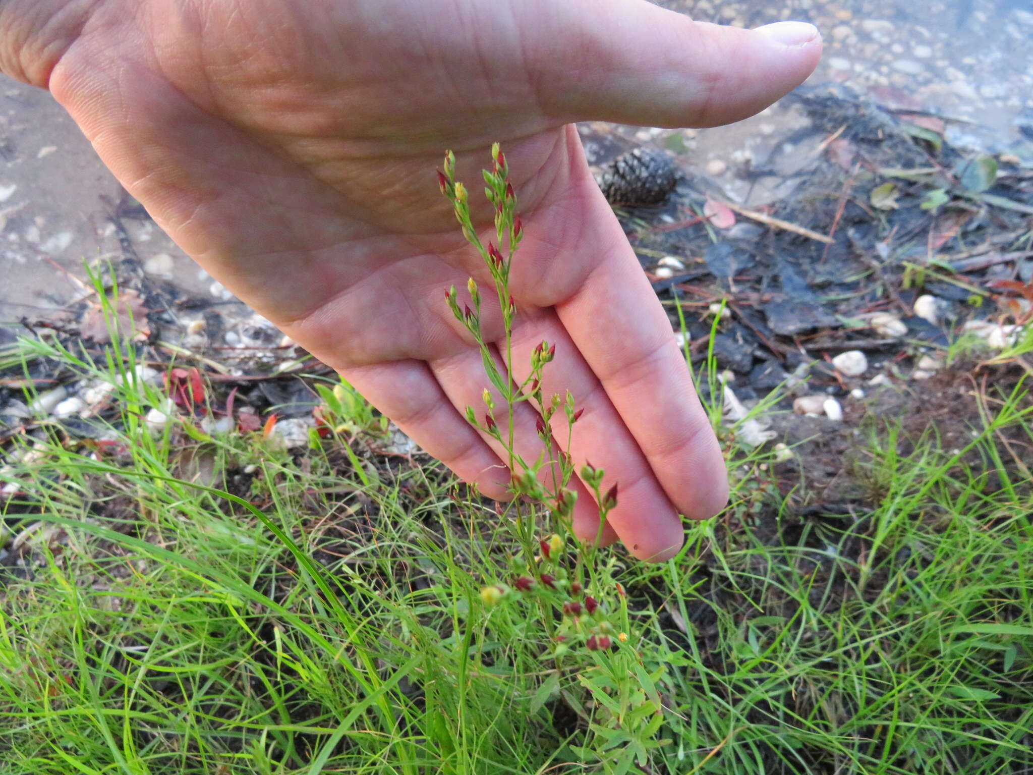 Image de Hypericum canadense L.