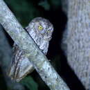 Image de <i>Otus magicus bouruensis</i>