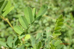 Image of Tephrosia inandensis H. M. L. Forbes