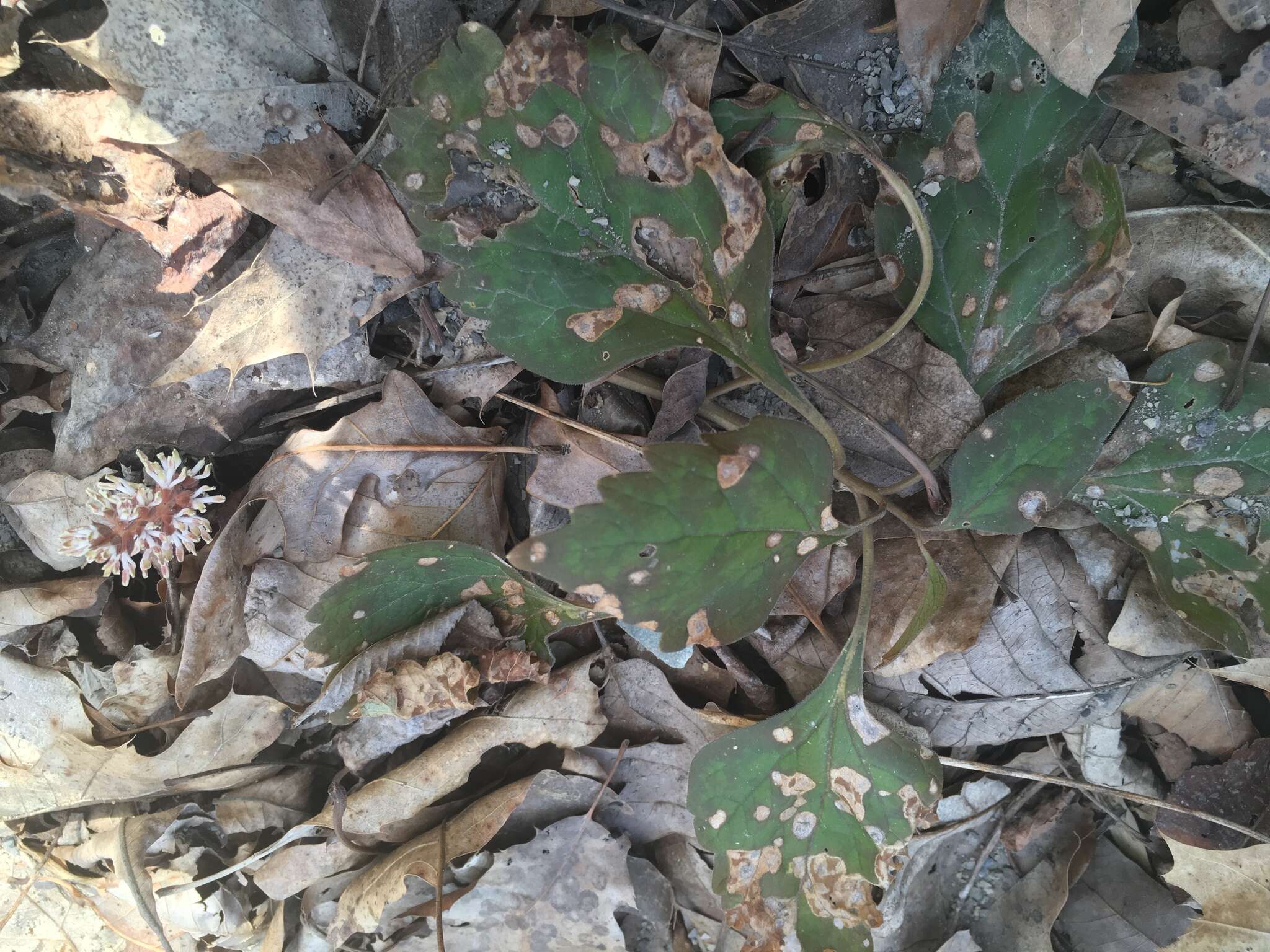 Image de Pachysandra procumbens Michx.