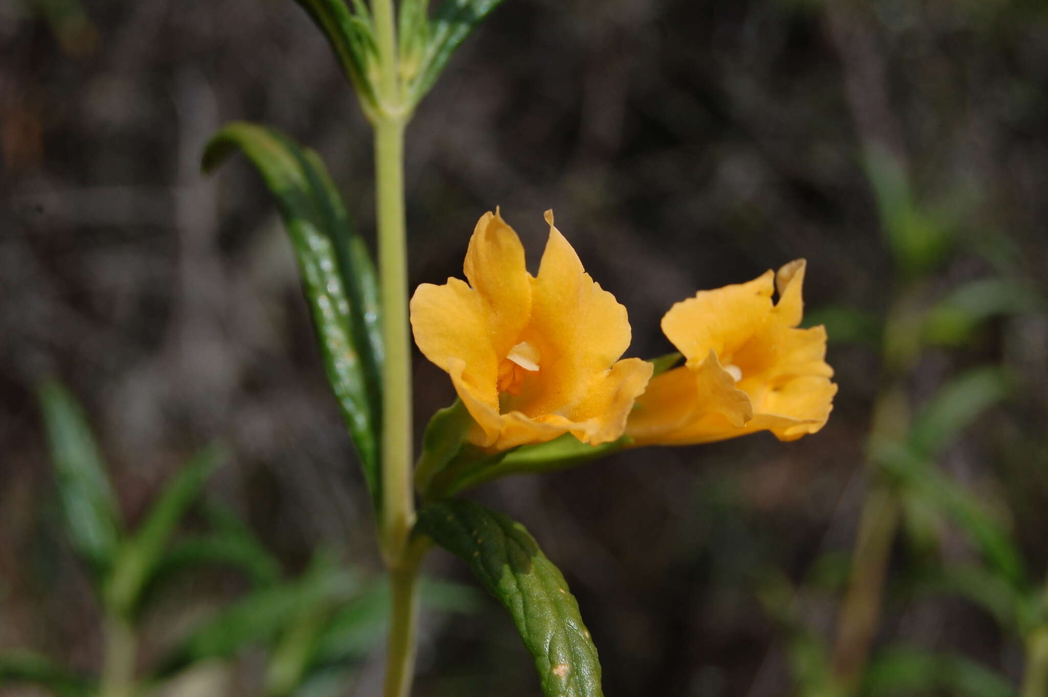Image of Orange Bush-Monkey-Flower