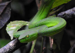 صورة <i>Trimeresurus sabahi fucatus</i>