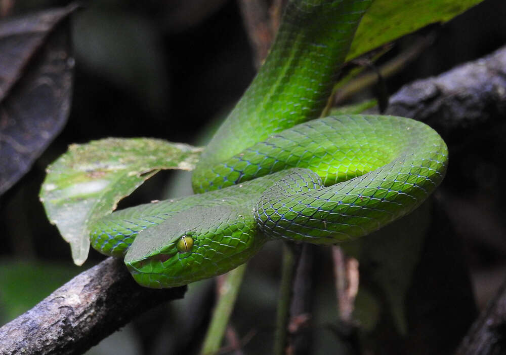 Sivun <i>Trimeresurus sabahi fucatus</i> kuva