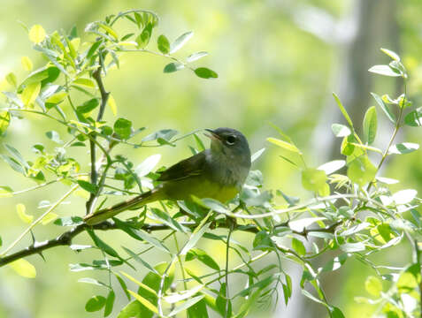 Image of MacGillivray's Warbler