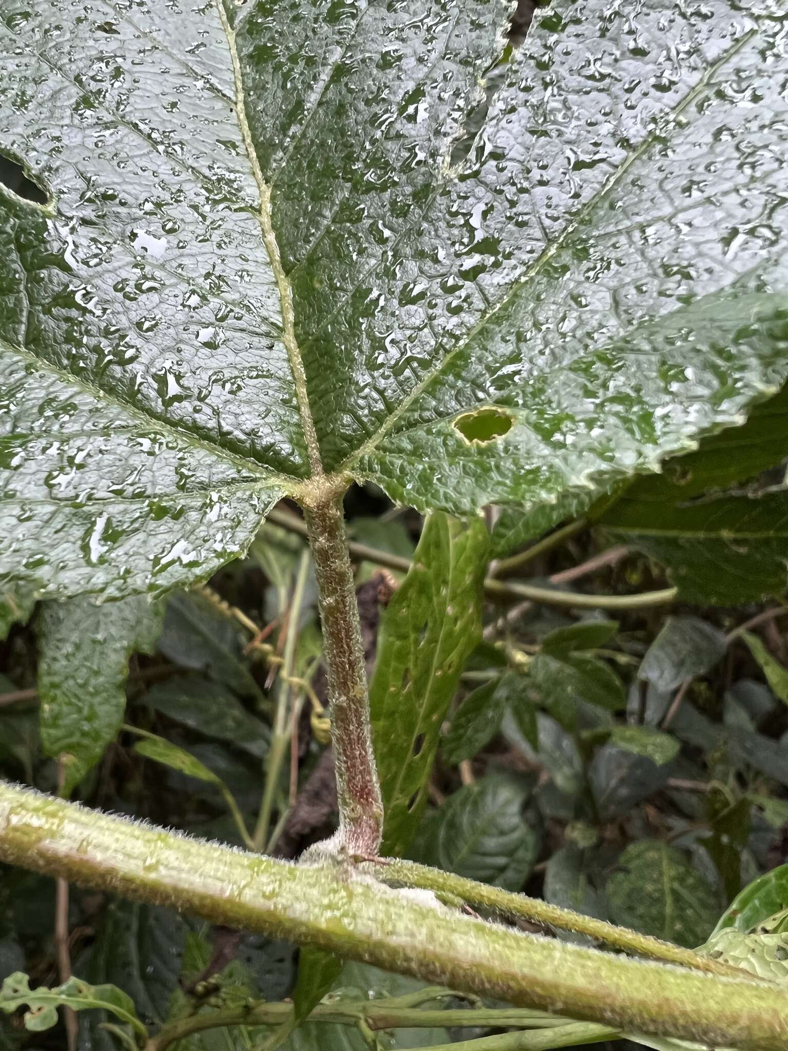 Image of Passiflora flexipes Triana & Planch.