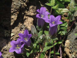 Imagem de Campanula tubulosa Lam.