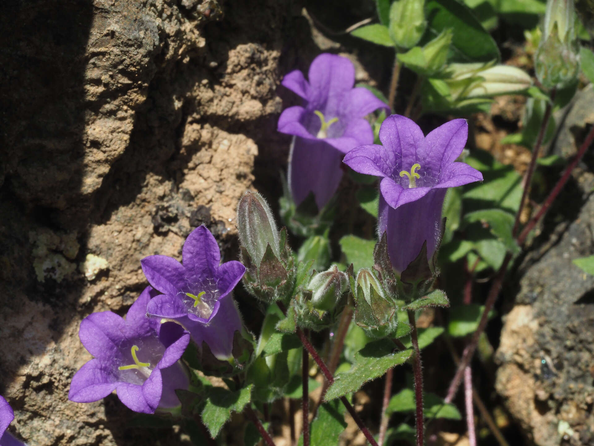 Imagem de Campanula tubulosa Lam.