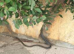 Image of Horseshoe Whip Snake