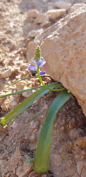 Image of Hyacinthella