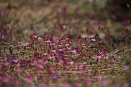 Image of Little Purple Monkey-Flower