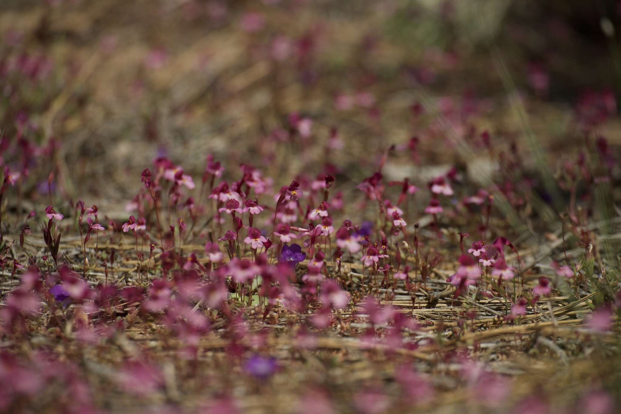 Erythranthe purpurea (A. L. Grant) N. S. Fraga resmi