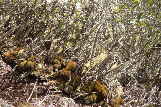 Слика од Pleopeltis lepidopteris (Langsd. & Fisch.) Sota