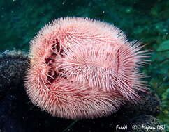 Image of purple heart urchin