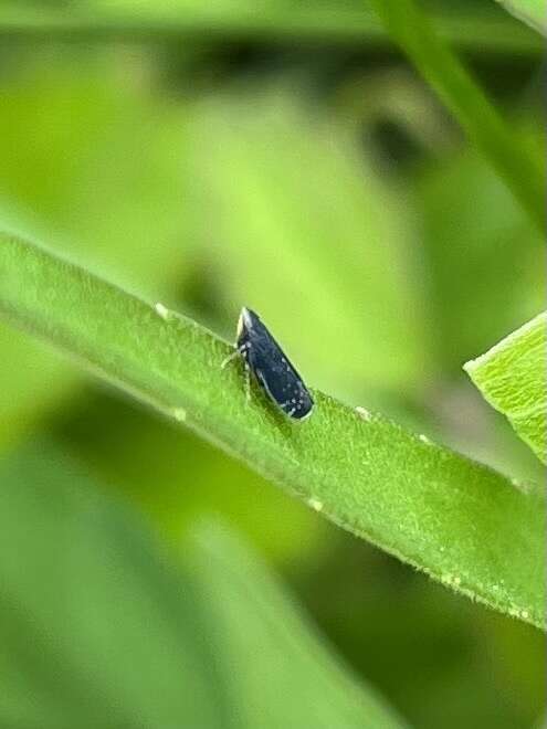 Image of Yellowfaced Leafhopper