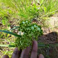 Image de Xysmalobium involucratum (E. Mey.) Decne.