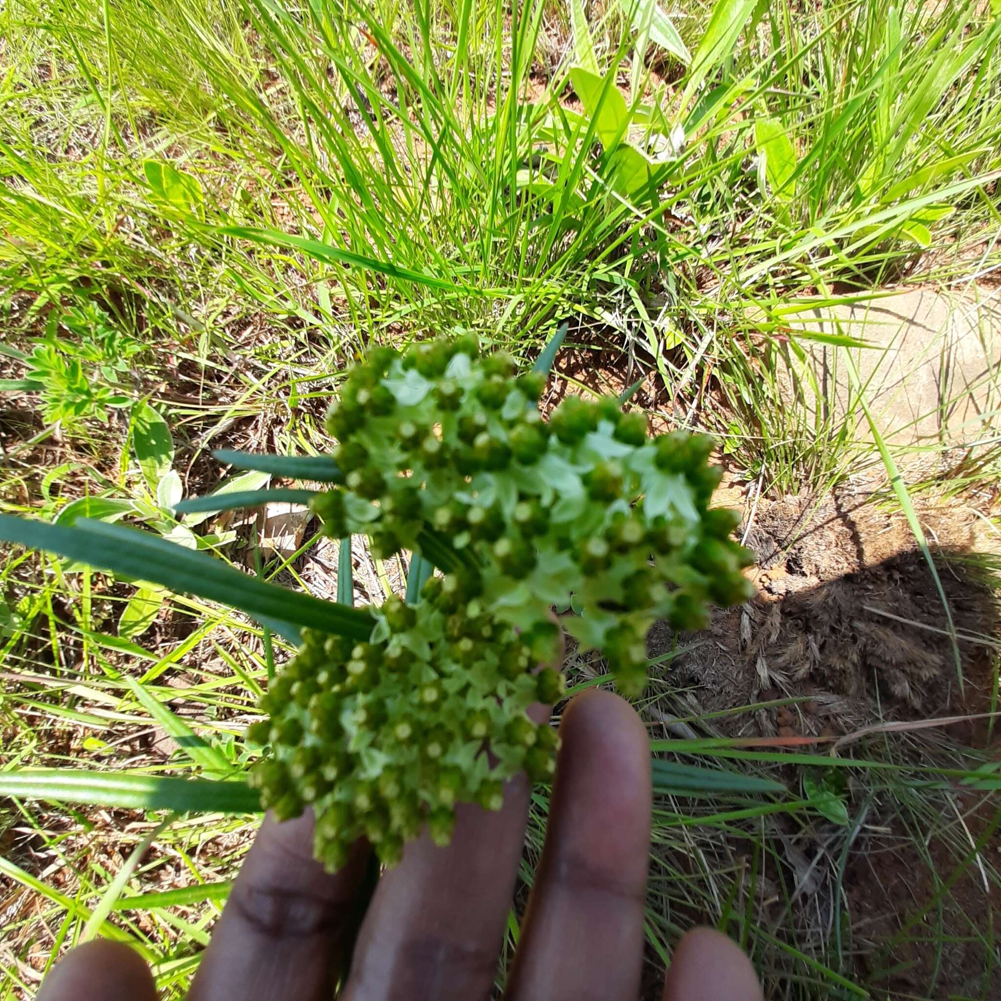 Image de Xysmalobium involucratum (E. Mey.) Decne.