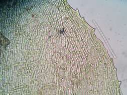 Image of bryhnia moss