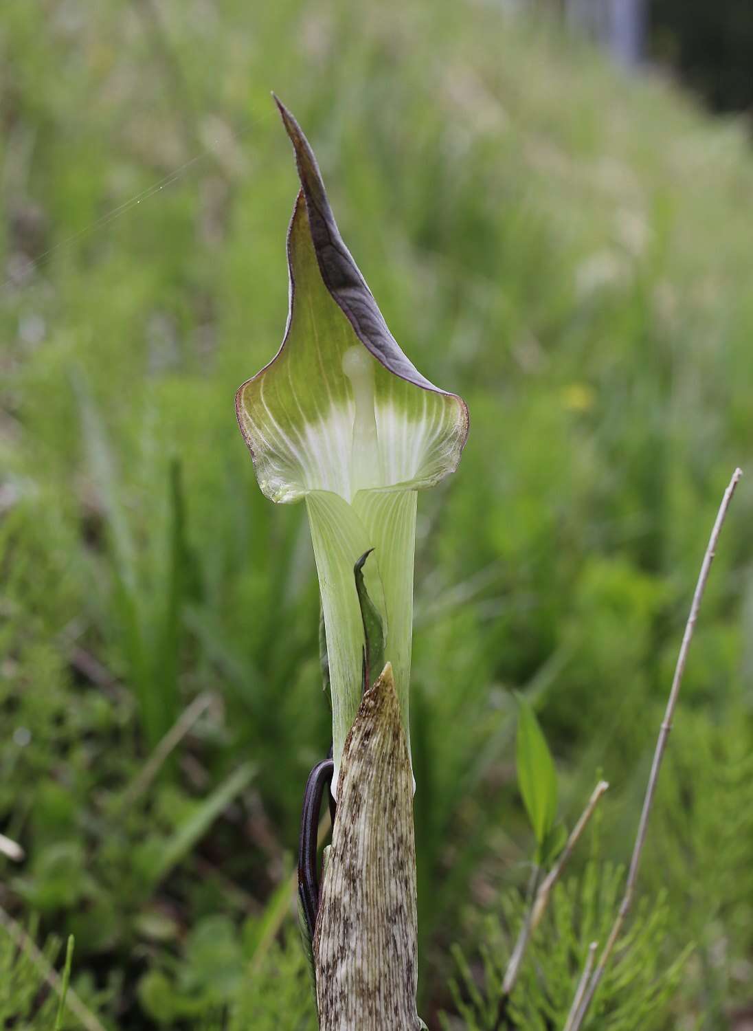 Image of Arisaema yamatense subsp. sugimotoi (Nakai) H. Ohashi & J. Murata