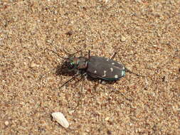 Plancia ëd Cicindela (Cicindela) oregona Le Conte 1856