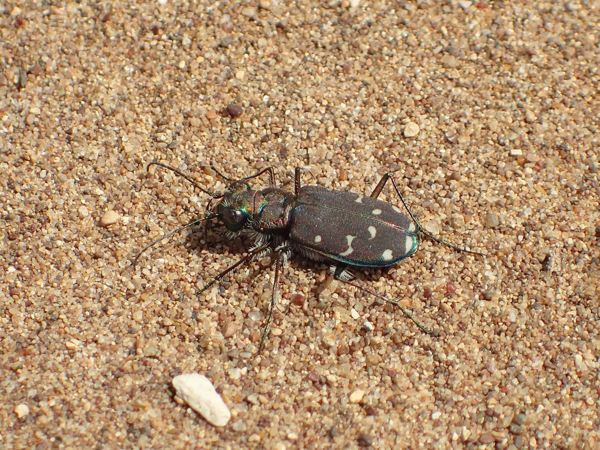 Plancia ëd Cicindela (Cicindela) oregona Le Conte 1856