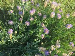 Image of prairie milkvetch