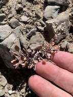 Image of Coville's dwarf sand verbena