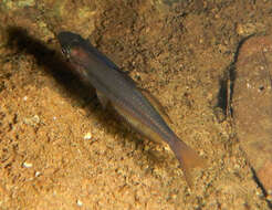 Image of Australian rainbowfish