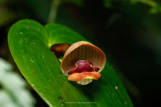 Image of Pleurothallis palliolata Ames