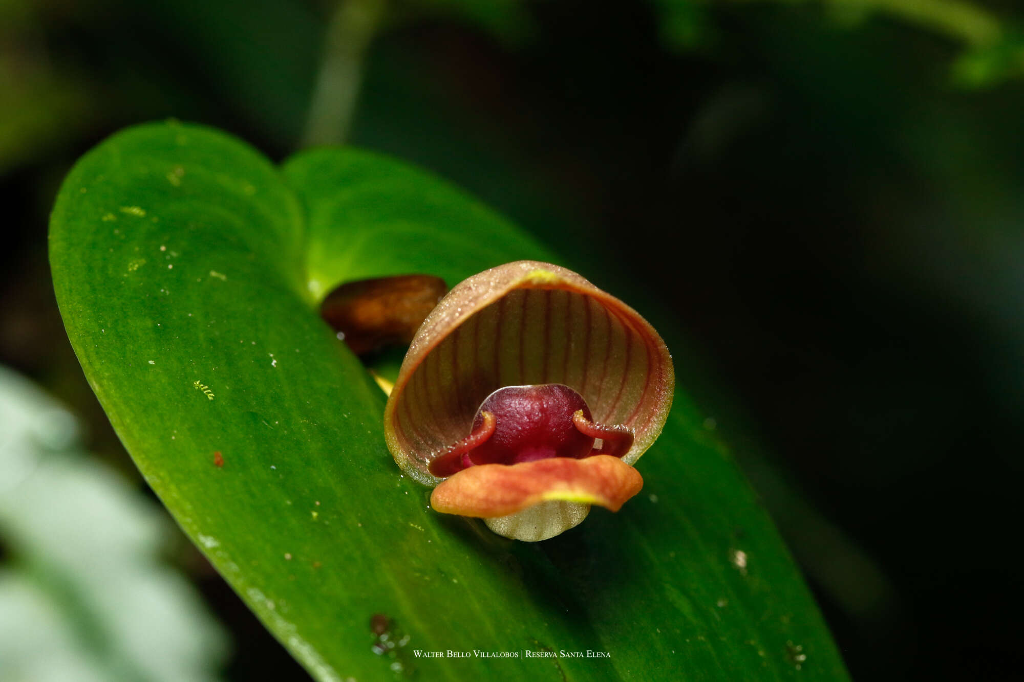 Imagem de Pleurothallis palliolata Ames