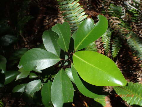 Image of Pseudowintera axillaris (J. R. & G. Forst.) Dandy