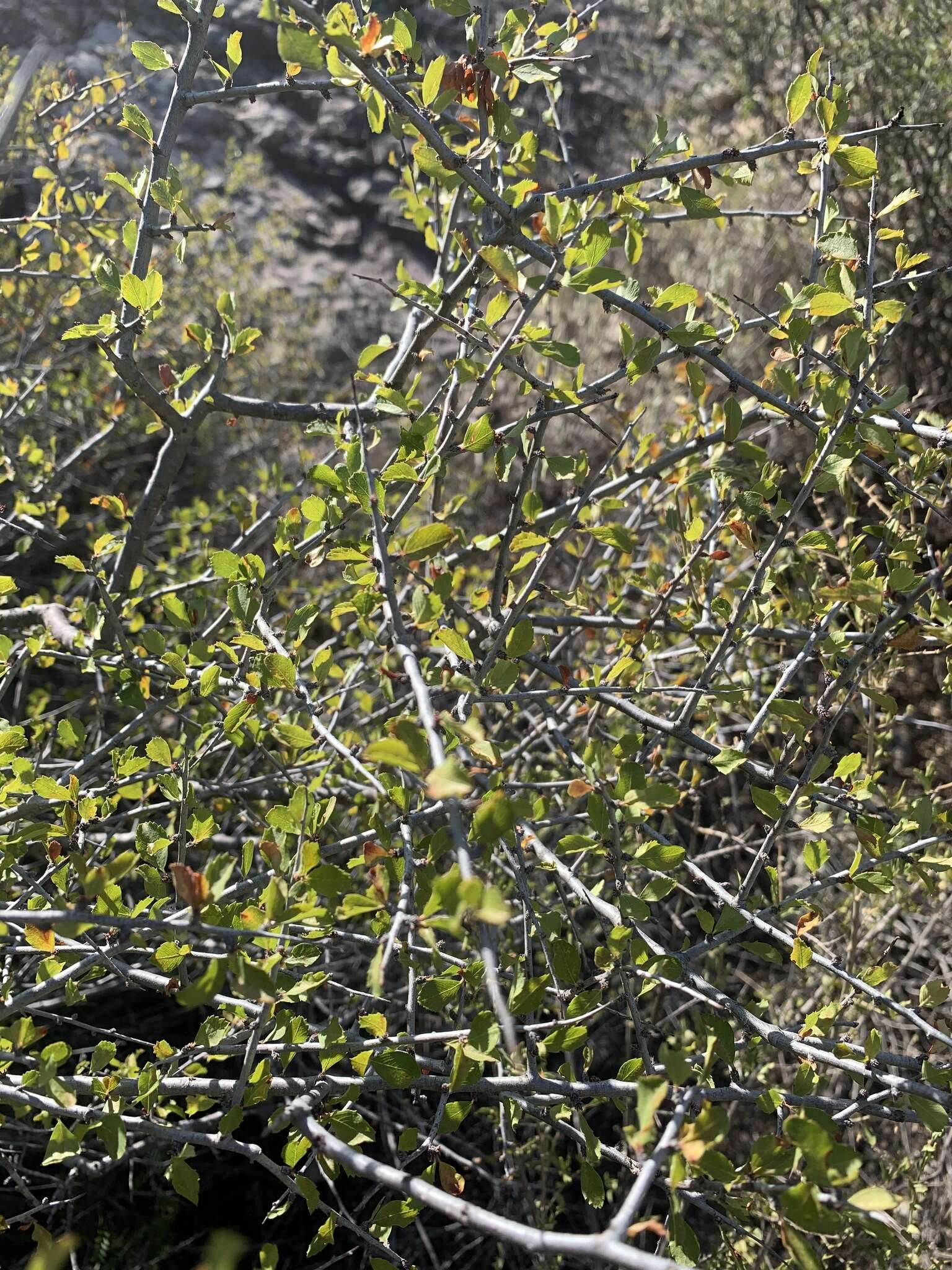 Image de Prunus havardii (W. Wight) Mason