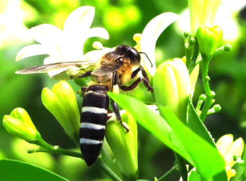 Слика од Apis dorsata breviligula (Maa 1953)