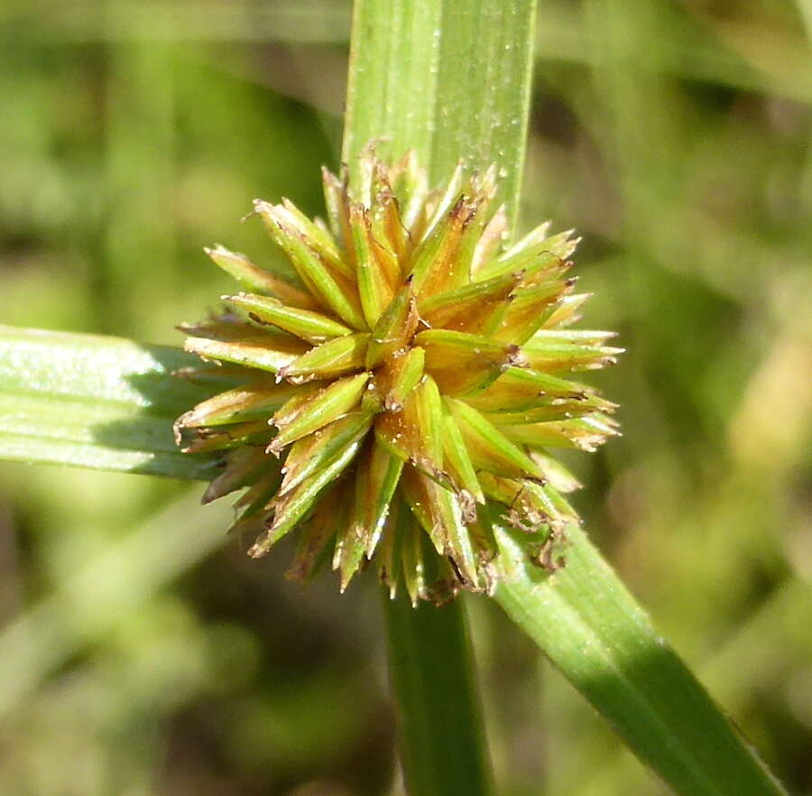 صورة Cyperus erectus (Schumach.) Mattf. & Kük.