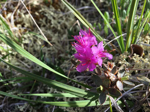 Image of Lapland rosebay