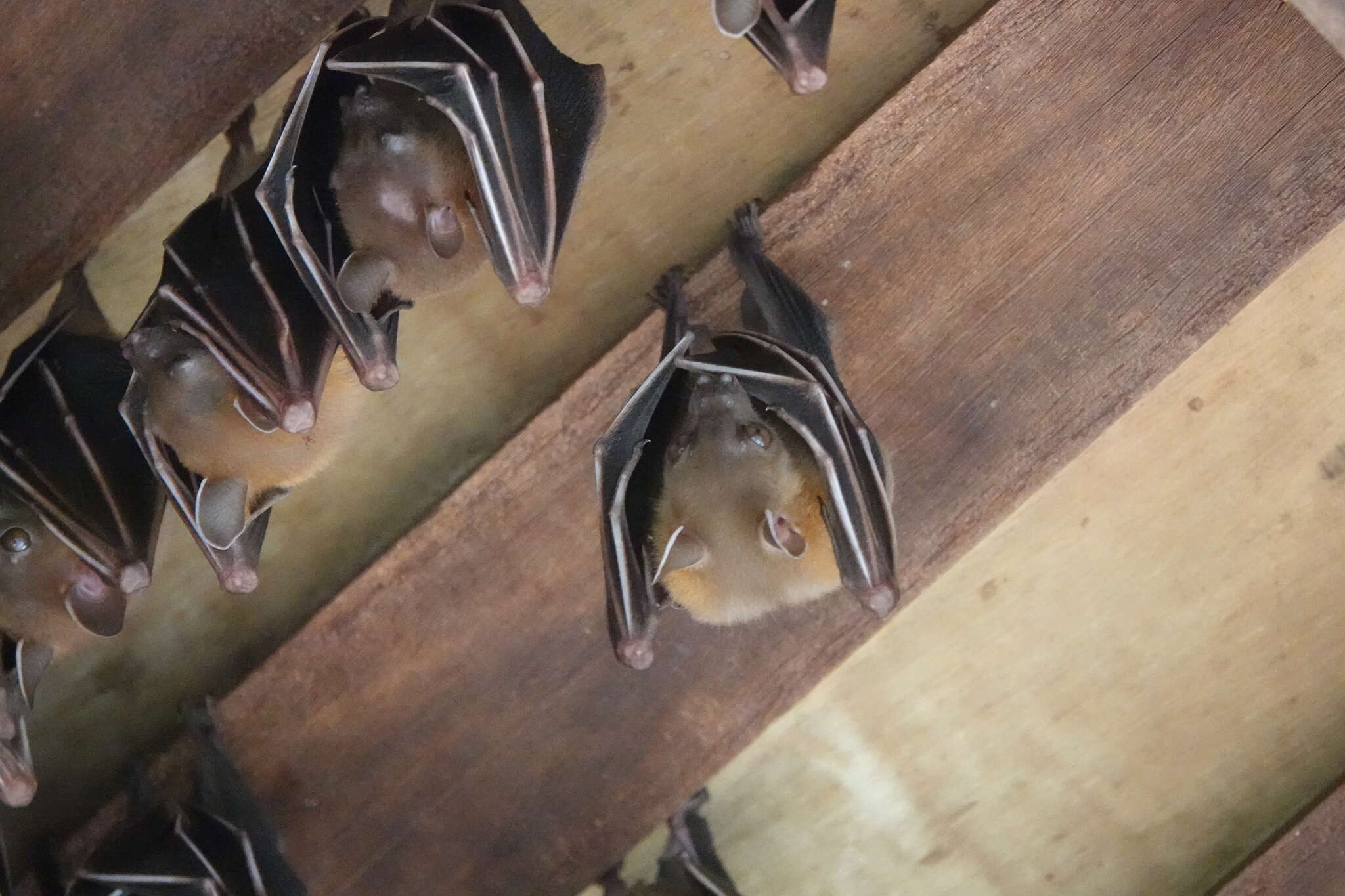 Image of Common Short-nosed Fruit Bat