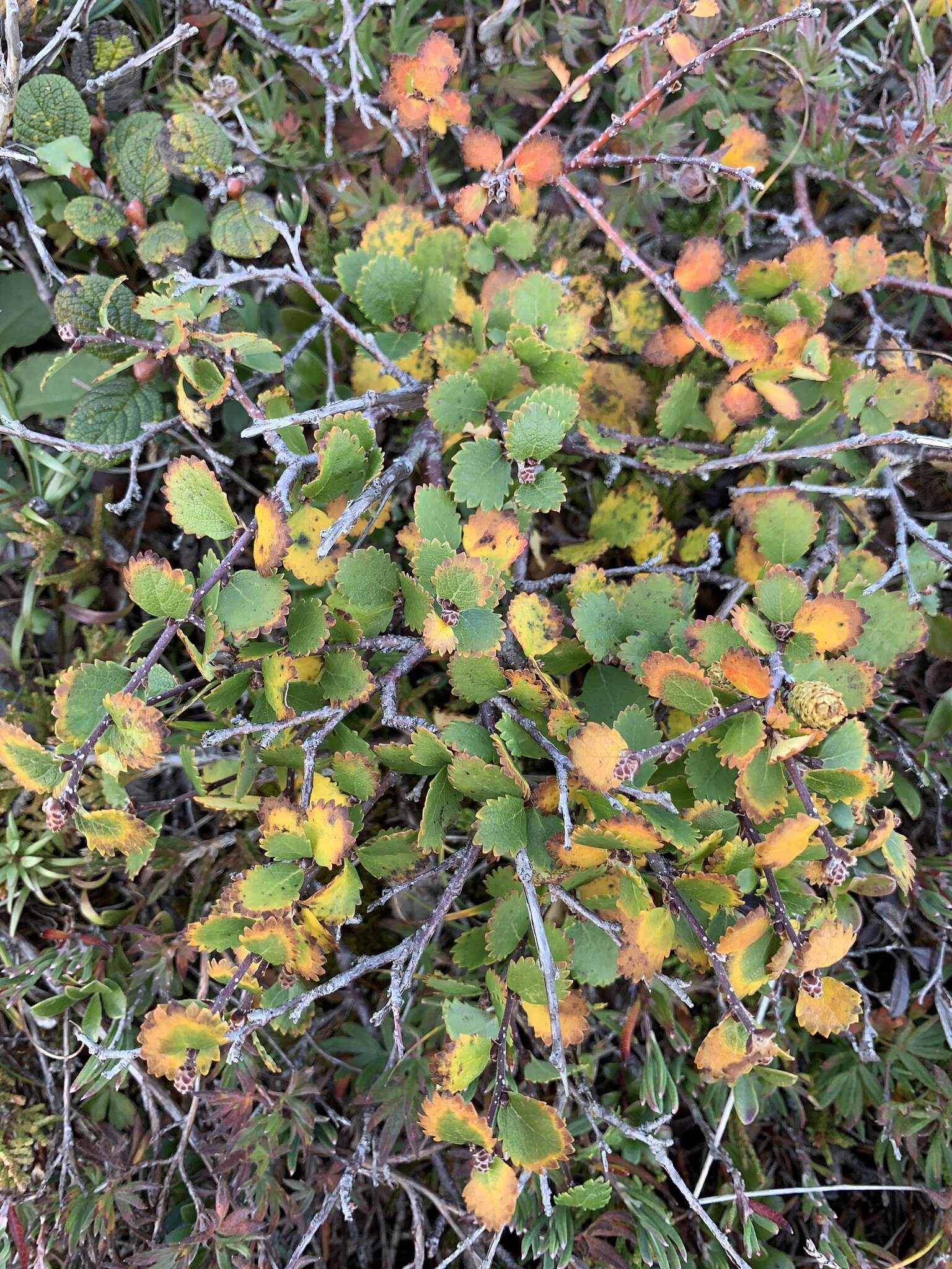 Imagem de Betula michauxii Spach