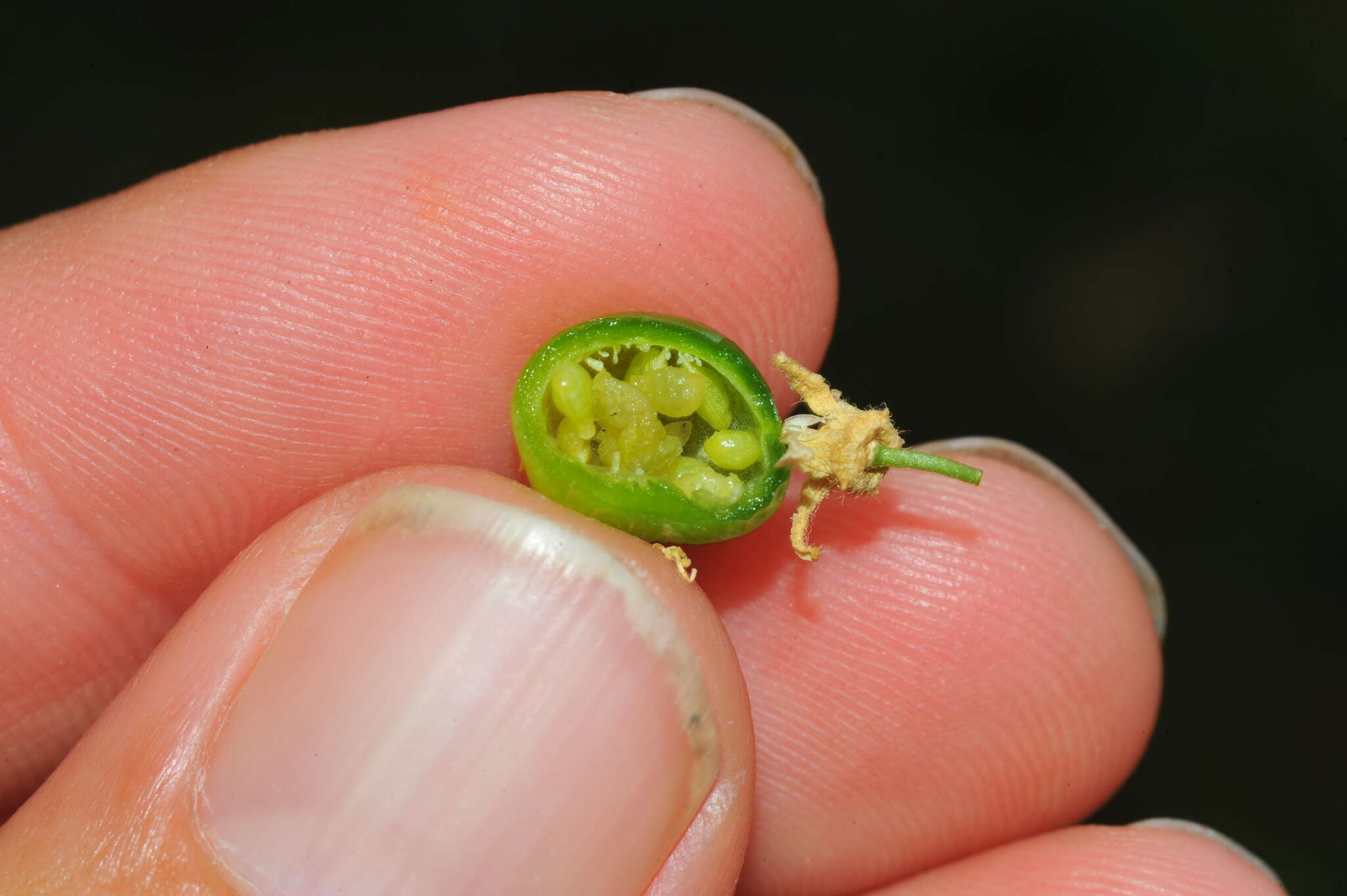 Image of corkystem passionflower