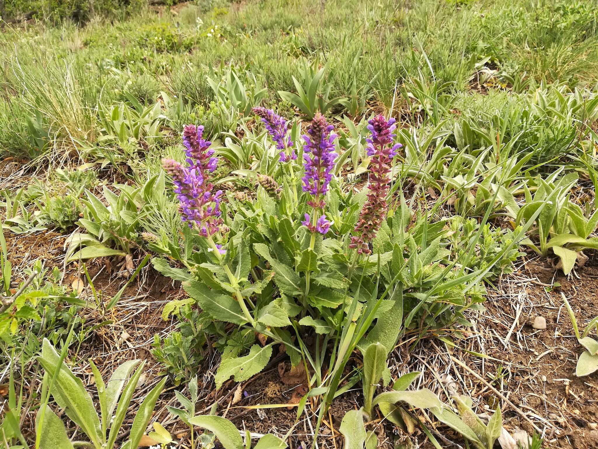 Imagem de Salvia nemorosa L.