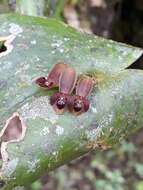 Imagem de Pleurothallis cordata (Ruiz & Pav.) Lindl.